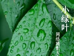 “小绿叶”全国网络摄影大赛开始报名啦！