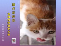 “猫犬总动员”全国网络摄影大赛正式开始报名了！